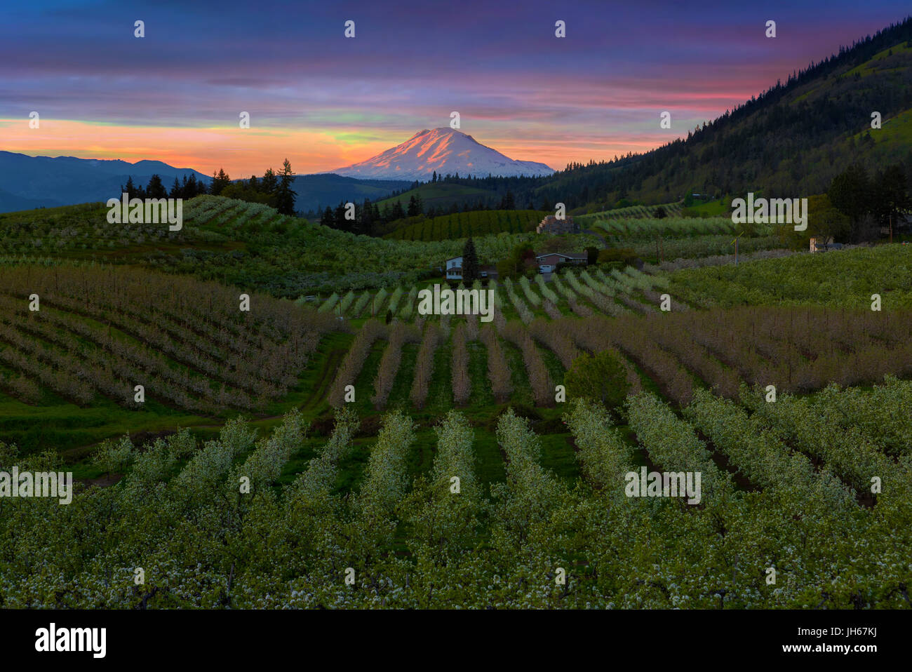 Les vergers de poiriers Collines et Mont Adams Voir à Hood River Oregon pendant le coucher du soleil Banque D'Images