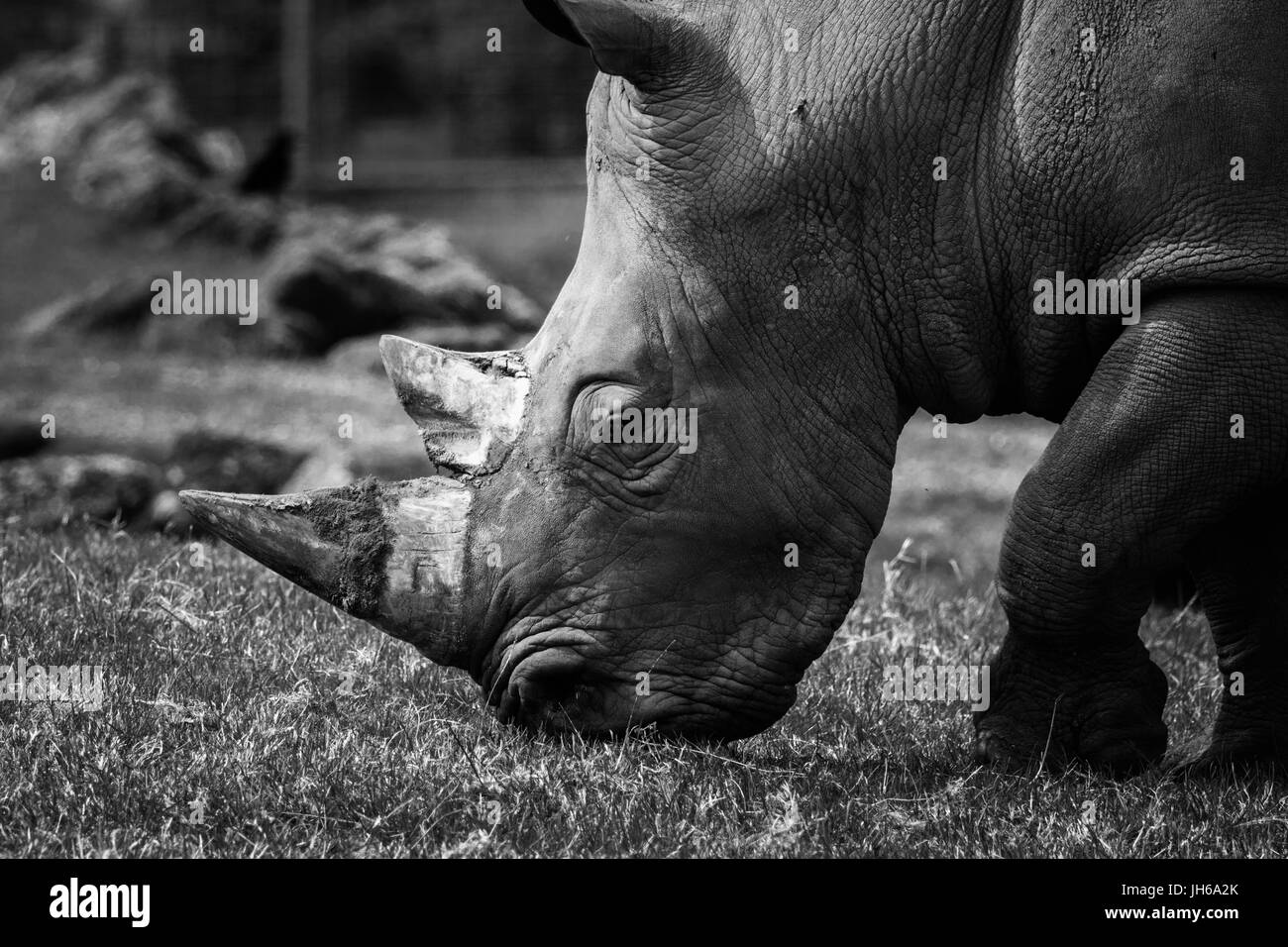 Tête de rhinocéros noir et blanc Banque D'Images