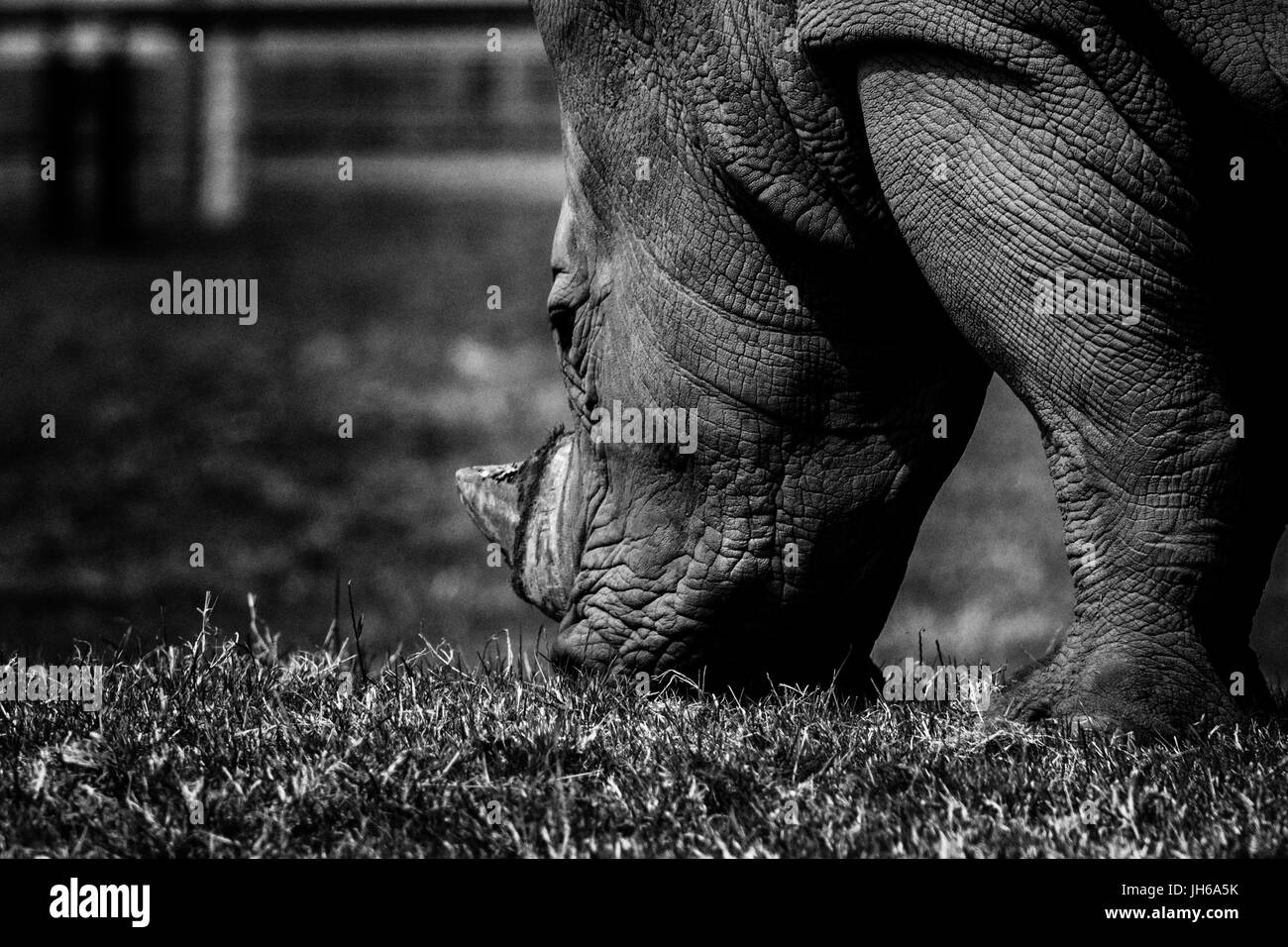 Tête de rhinocéros noir et blanc Banque D'Images