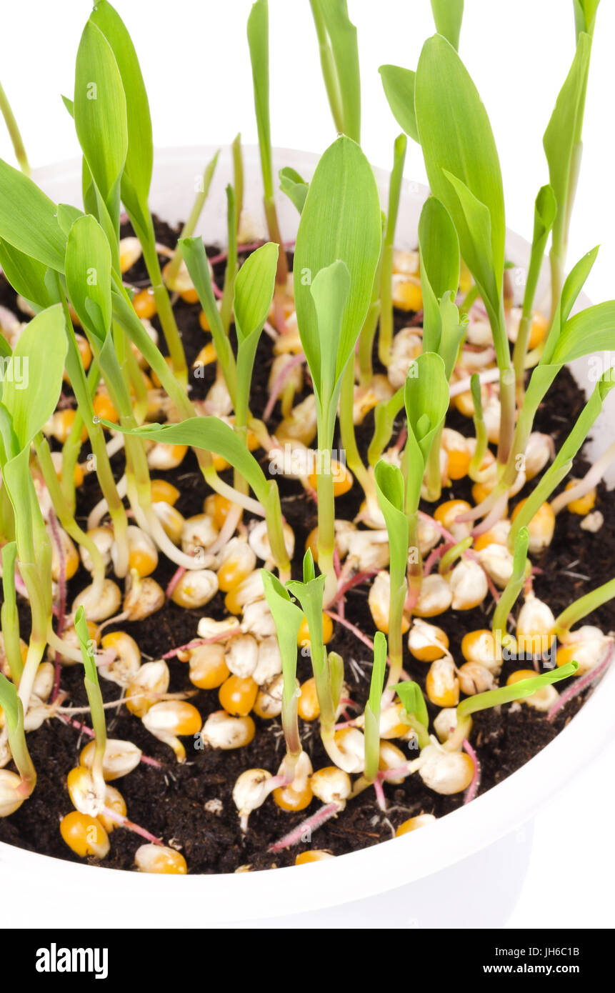 Les jeunes plantes de maïs soufflé dans le bac en plastique blanc, à la verticale. Les semis issus de graines dans le terreau. Pousses et de feuilles de maïs, Zea mays. Banque D'Images