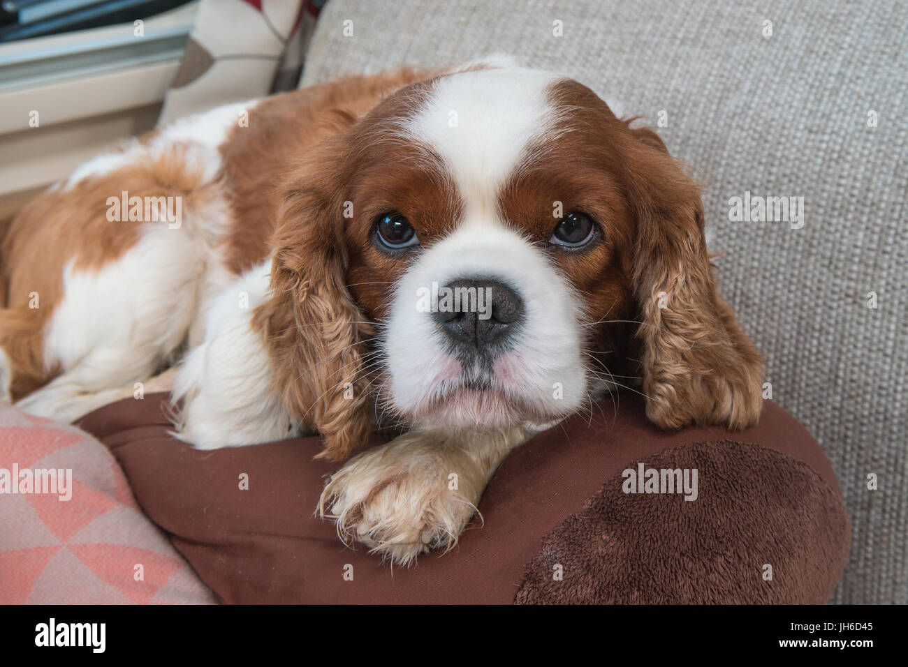 Cavalier King Charles Spaniel posing Banque D'Images