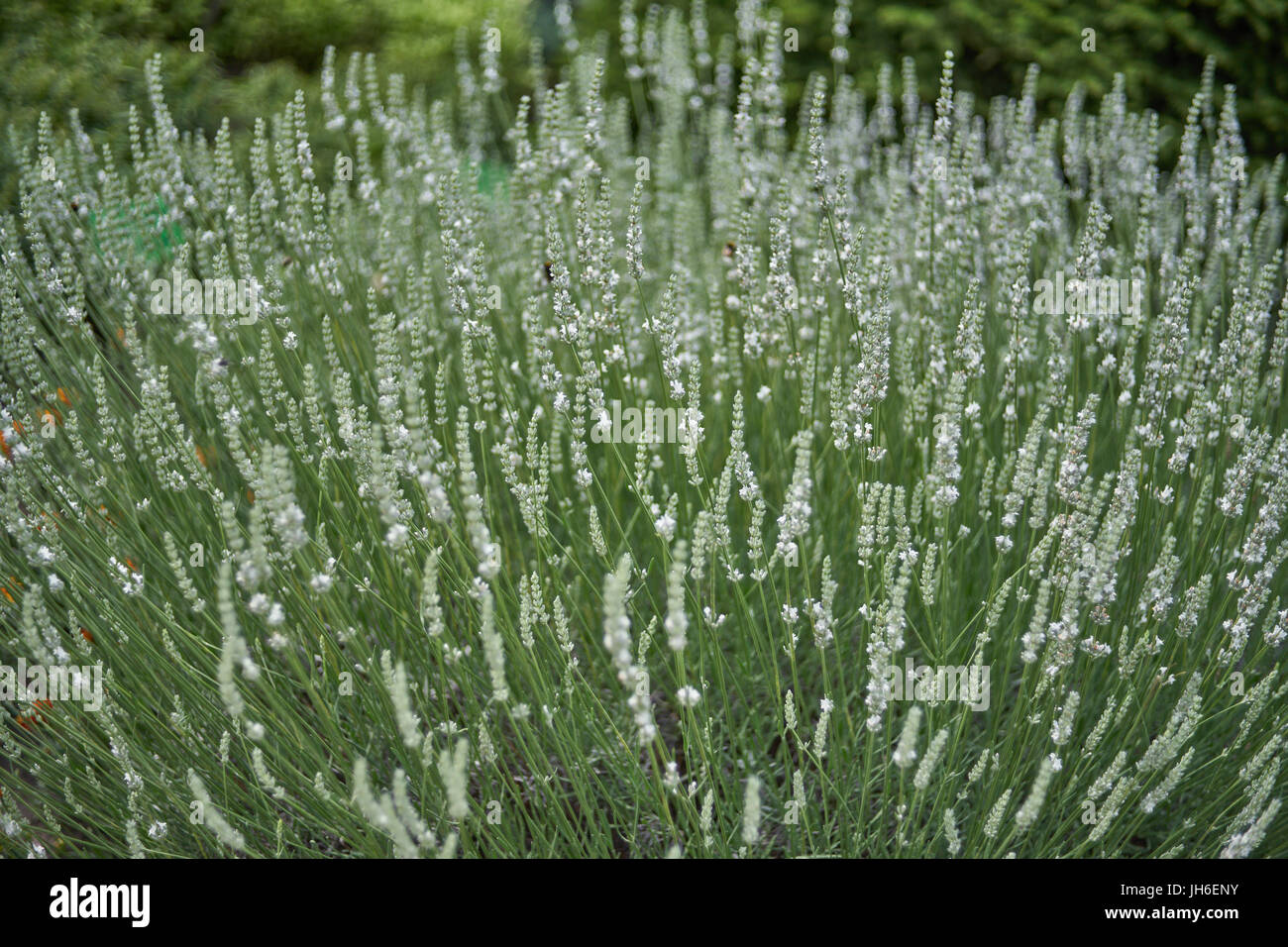 Floraison abondante de lavande Lavandula intermedia bush blanc Edelweiss Banque D'Images