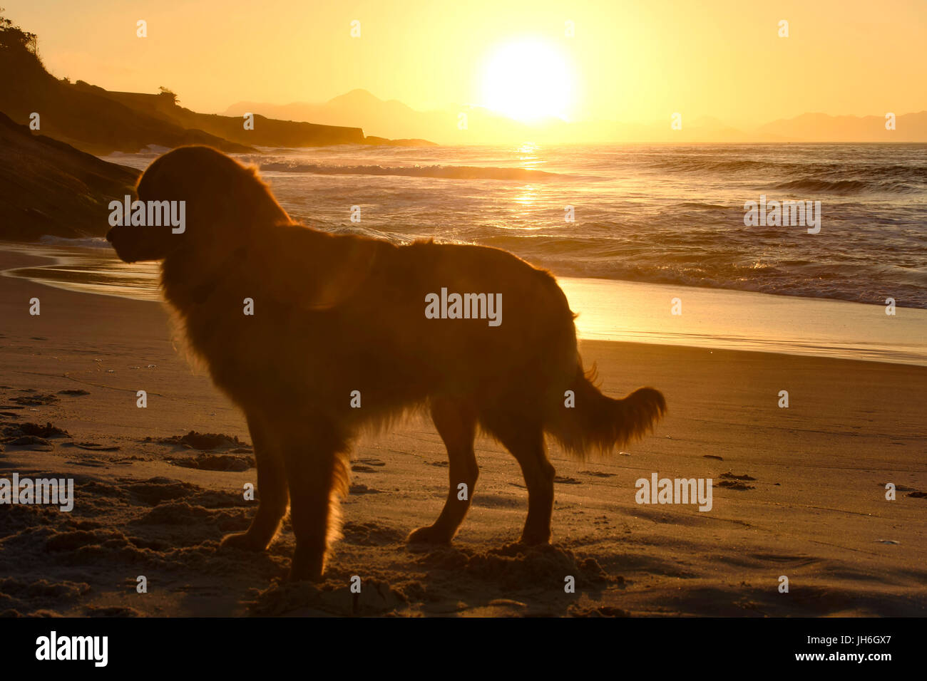 Promenade de chiens sur le sable de la plage au lever du soleil, à Rio de Janeiro Banque D'Images