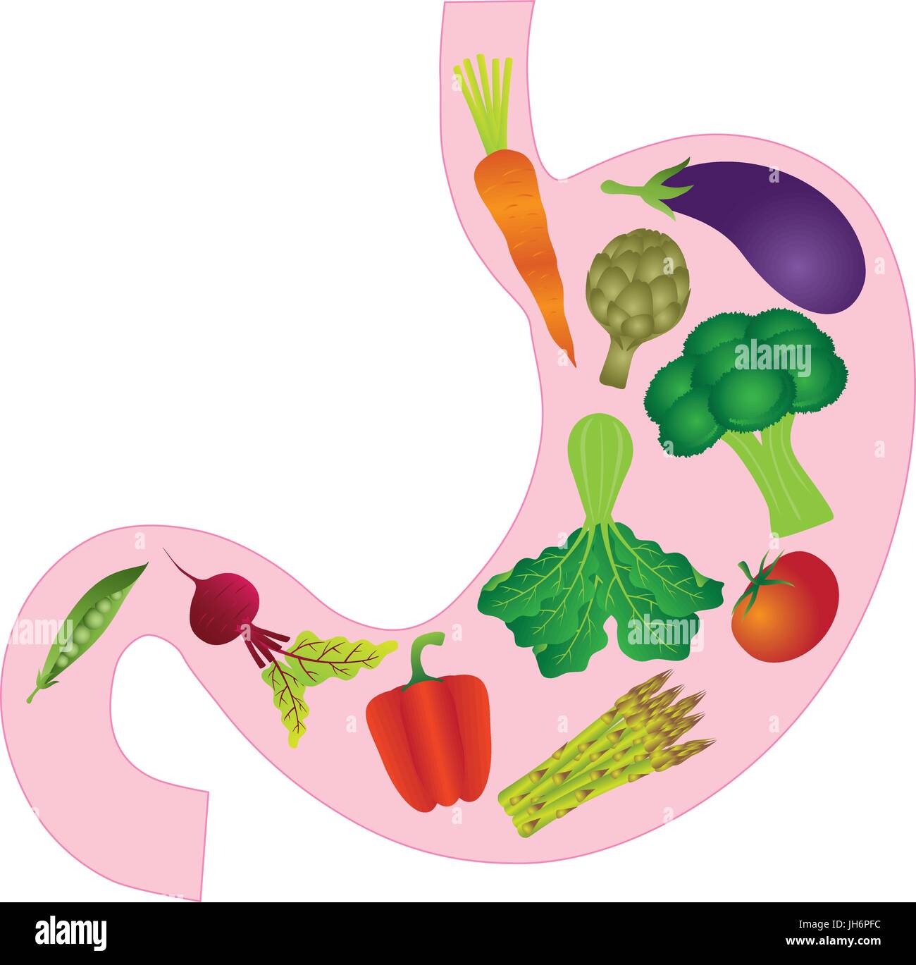 Anatomie de l'estomac humain avec l'Aubergine Carotte Artichaut Asperge Betterave Pois Poivrons Tomates Légumes vert Illustration Couleur Illustration de Vecteur