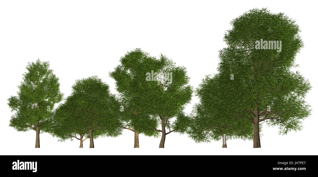Illustration 3D Ligne d'arbres isolé sur blanc, peut être utilisé pour la peinture mat. Banque D'Images