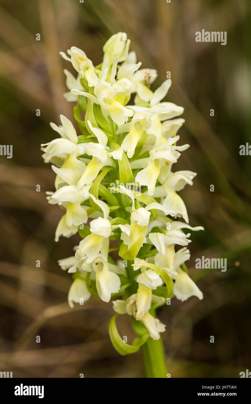 Couleur blanche orchidée sauvage Banque de photographies et d'images à  haute résolution - Alamy