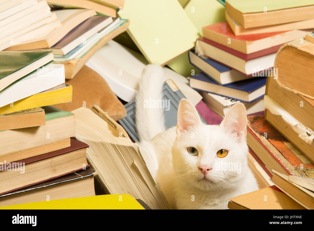 Chat blanc avec une différence de coloration des yeux est couché dans un tas de livres. Focus sélectif. Banque D'Images