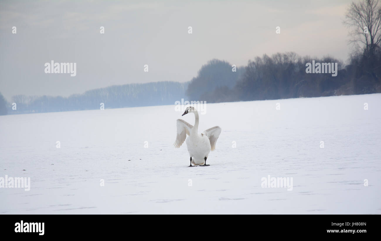 Swan sur la rivière gelée. Des rives lointaines sont floues et couverte de brouillard. Banque D'Images
