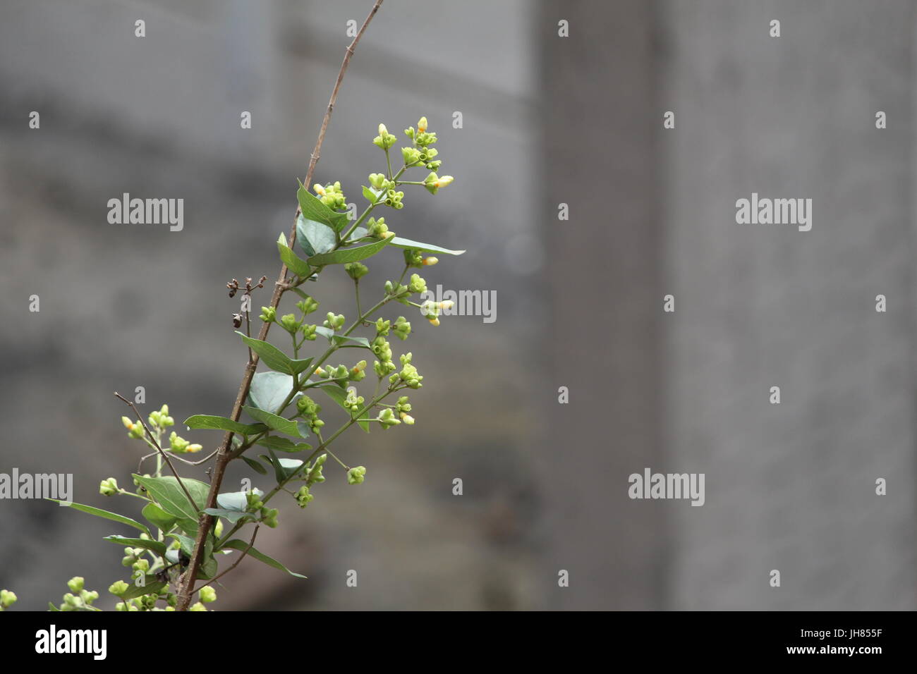 Nuit-floraison des bourgeons de jasmin a.k.a Parijat / 'Arbre de tristesse' Nom scientifique : Nyctanthes arbor-tristis Banque D'Images