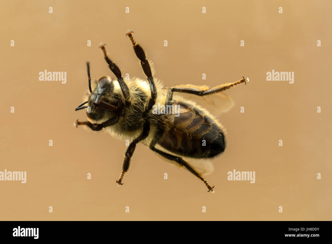 La seule abeille à miel (Apis) représenté passant par la transparence du verre, isolé contre l'arrière-plan Banque D'Images
