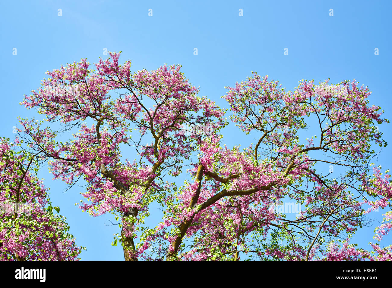 Floraison Cercis siliquastrum arbre de Judée ou contre le ciel bleu Banque D'Images