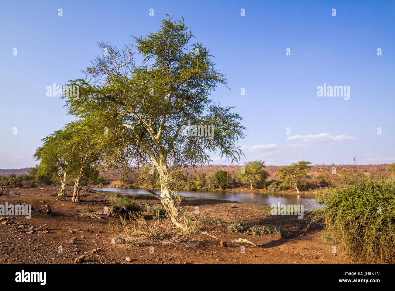 Fever tree dans Kruger National Park, Afrique du Sud ; Espèce Vachelilia xanthophloea Banque D'Images