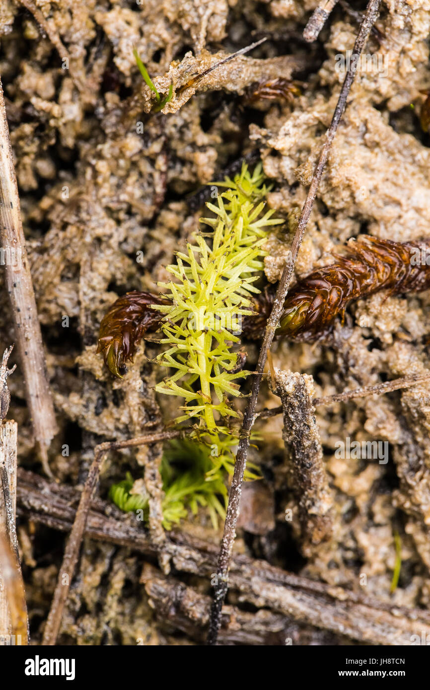 Un gros plan magnifique d'une petite utriculaire cornue dans un marais. Profondeur de champ libre macro photo. Banque D'Images