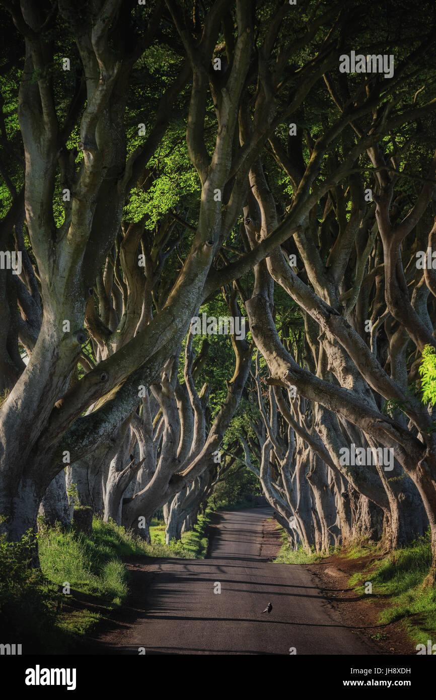 La lumière du soleil tôt le matin dans l'allée de hêtre Dark Hedges, le comté d'Antrim en Irlande du Nord. Banque D'Images La lumière du soleil tôt le matin dans l'allée de hêtre Dark Hedges, le comté d'Antrim en Irlande du Nord. Banque D'Images