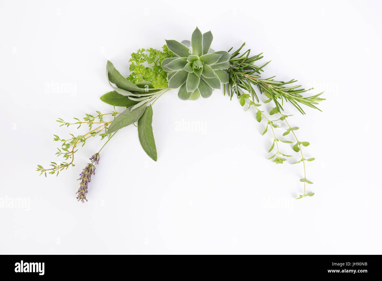 Une magnifique couronne de différentes plantes et fleurs. Il peut être utilisé séparément ou comme partie d'une plus grande composition. Banque D'Images