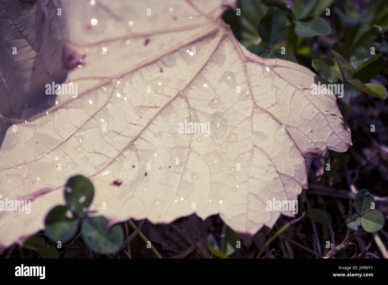 Fallen Leaf avec des gouttes de pluie. Banque D'Images