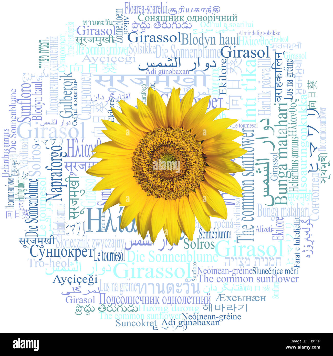 Tête de tournesol sur un beau nuage de mots avec le mot (espèces TOURNESOL Helianthus annuus) écrit dans cinquante-neuf langues du monde. Banque D'Images