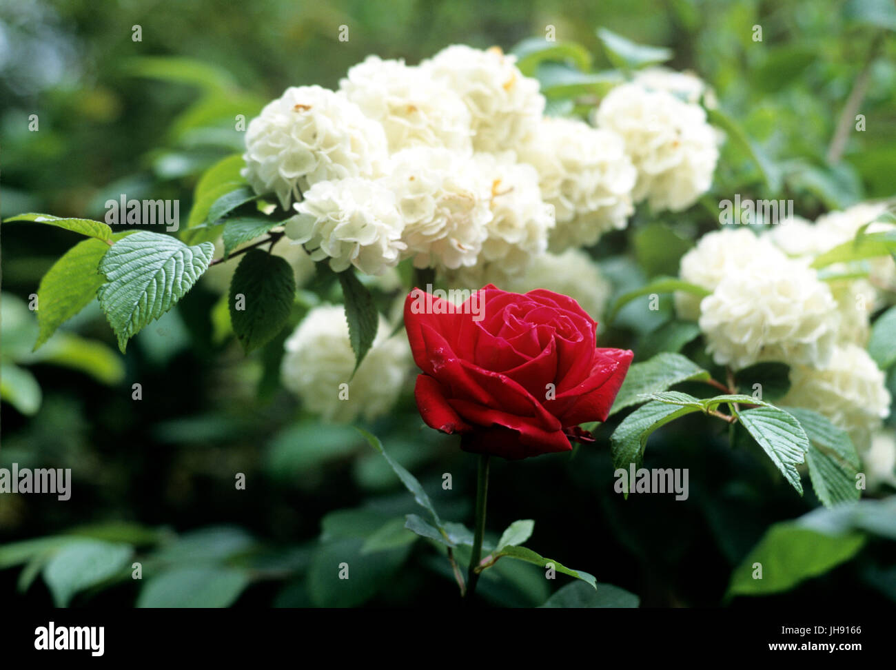 Flowers in garden Banque D'Images