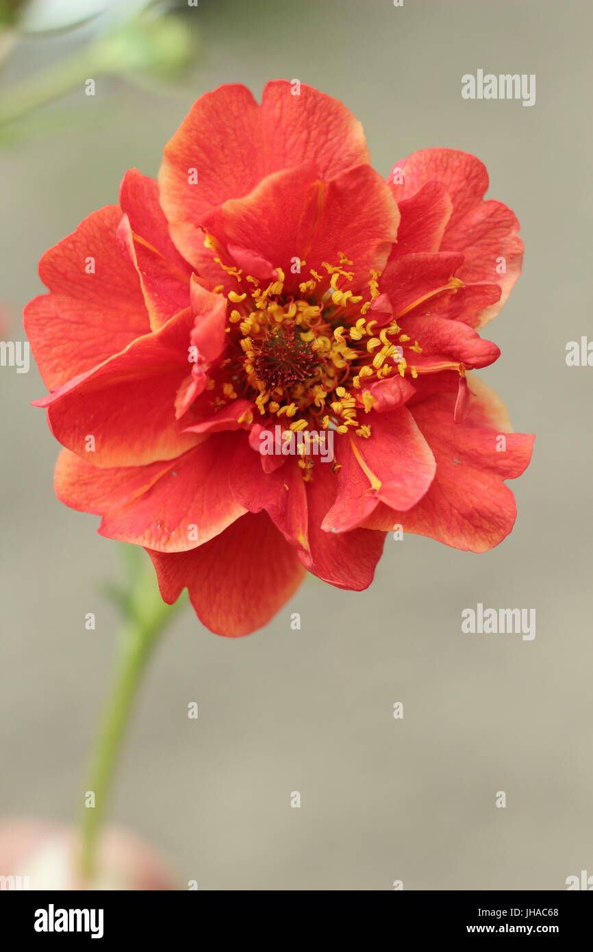 Geum 'Mrs Bradshaw J' en pleine floraison dans une frontière dans un jardin anglais en mai Banque D'Images