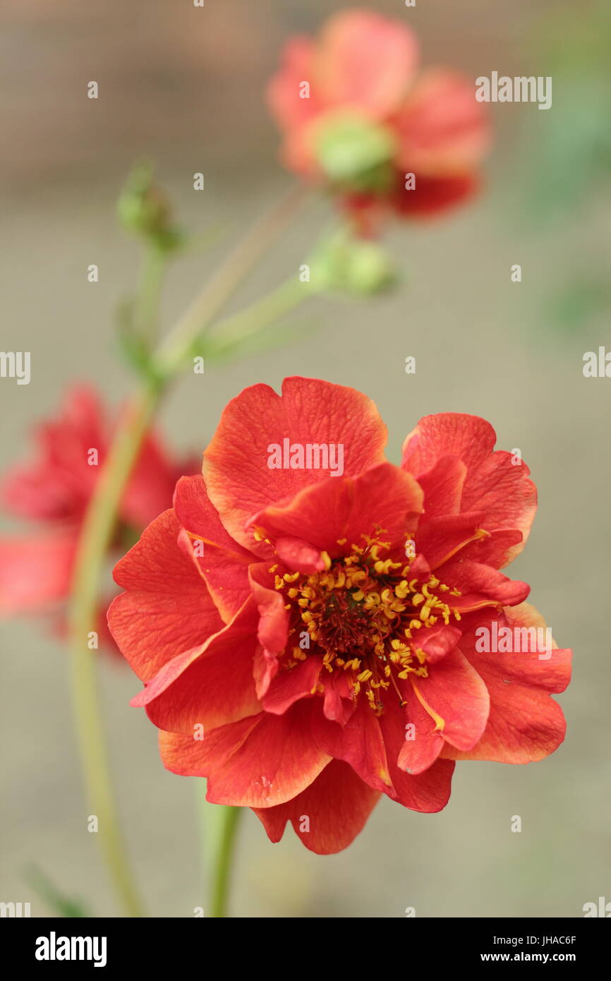 Geum 'Mrs Bradshaw J' en pleine floraison dans une frontière dans un jardin anglais en mai Banque D'Images