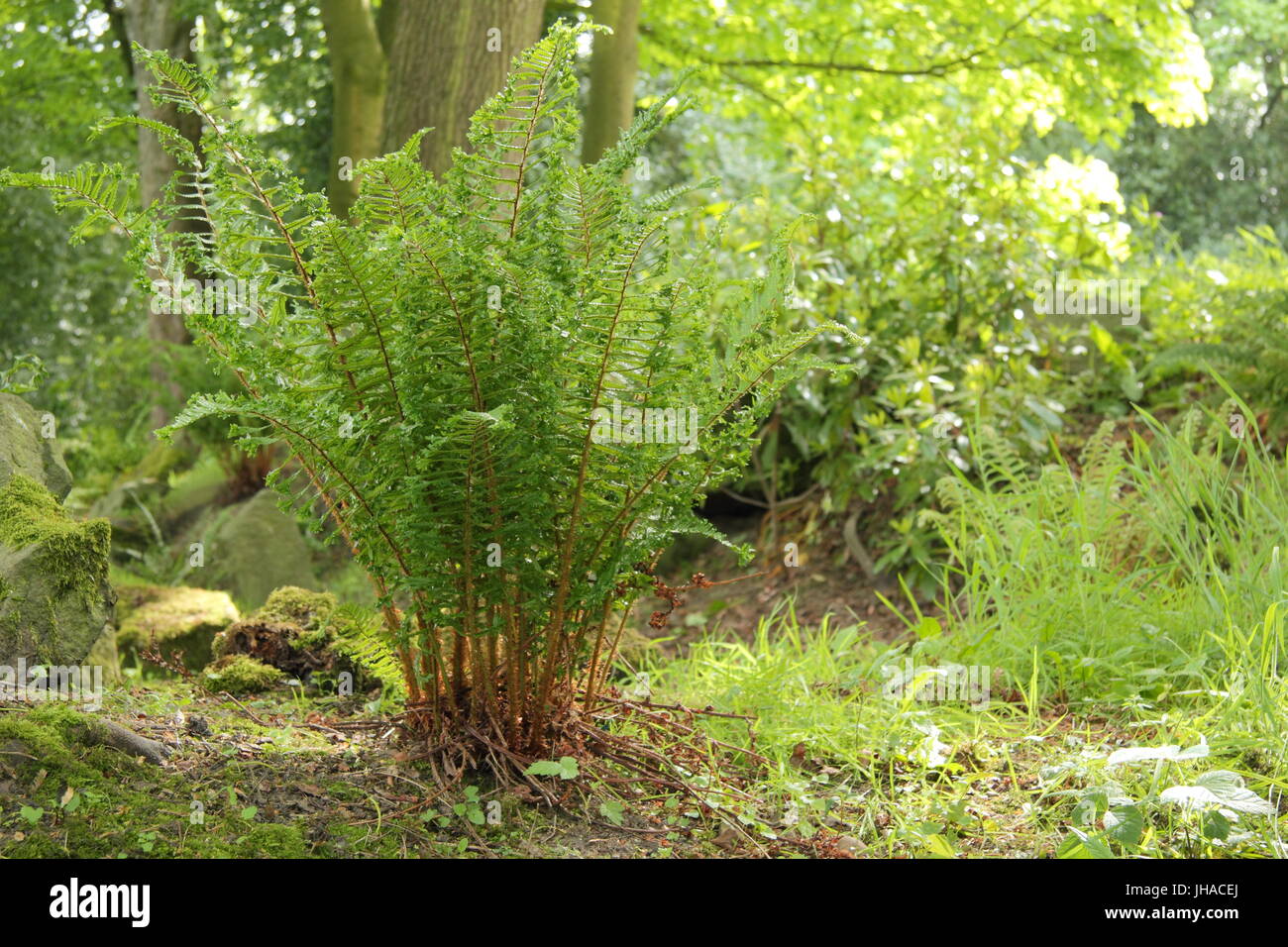 Dryopteris affinis 'Cristata', souvent désigné comme le roi de l'anglais de fougères, dans la zone boisée d'un jardin à l'Anglaise à la fin de mai, UK Banque D'Images