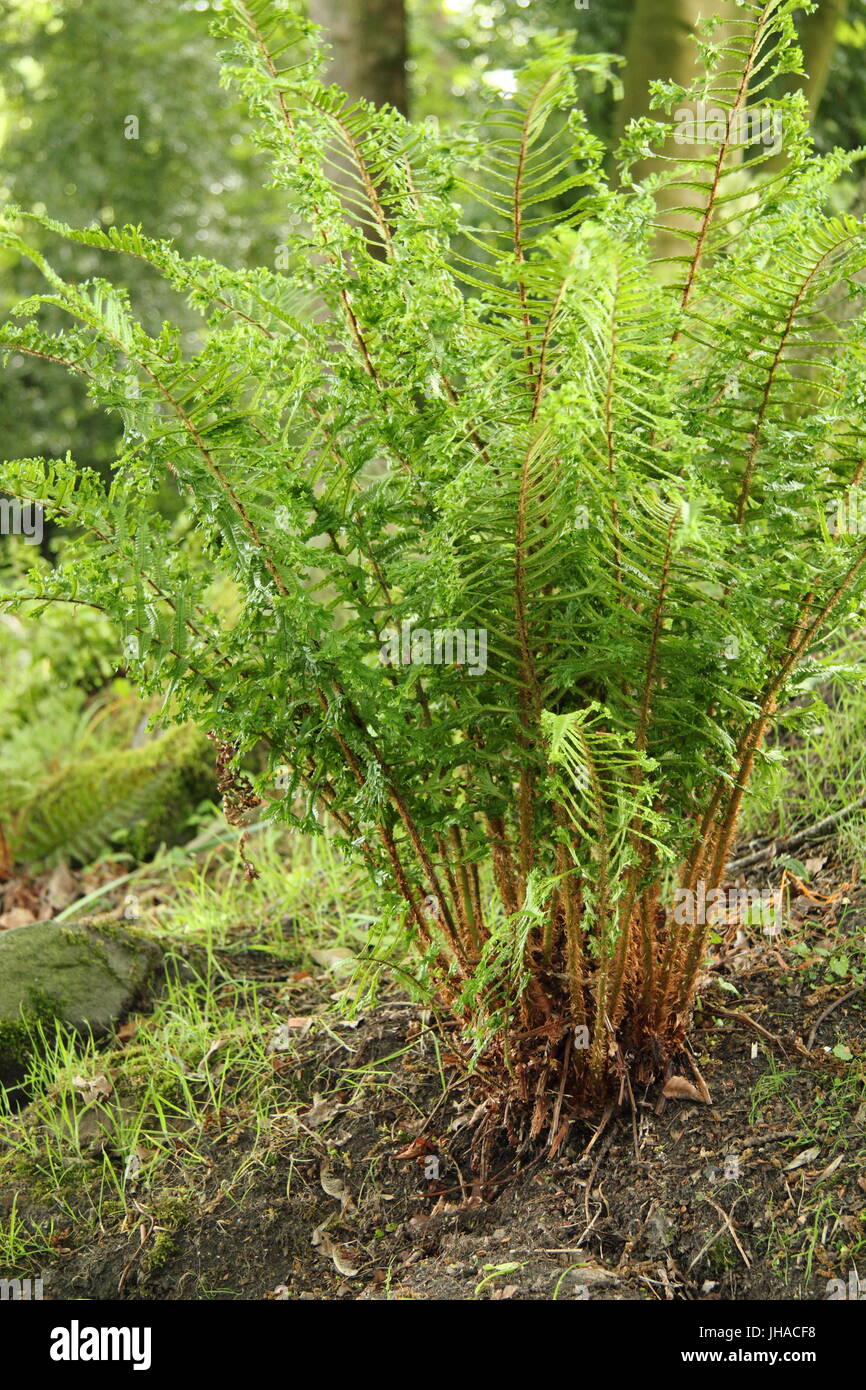 Dryopteris affinis 'Cristata', souvent désigné comme le roi de l'anglais de fougères, dans la zone boisée d'un jardin à l'Anglaise à la fin de mai, UK Banque D'Images