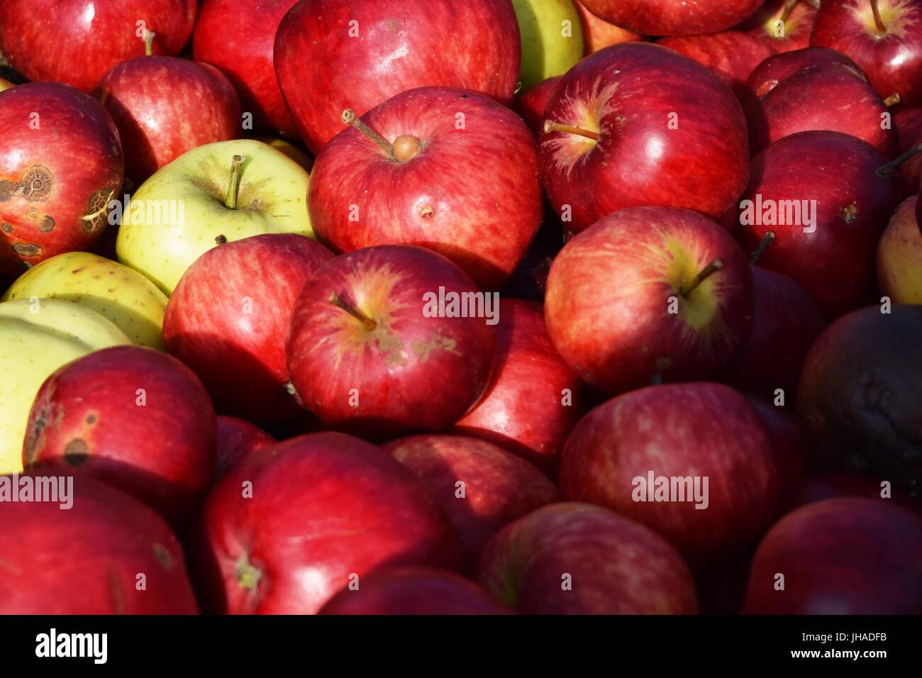 Les pommes à cidre au jardin communautaire de la rue Bridge à Banbury. Banque D'Images