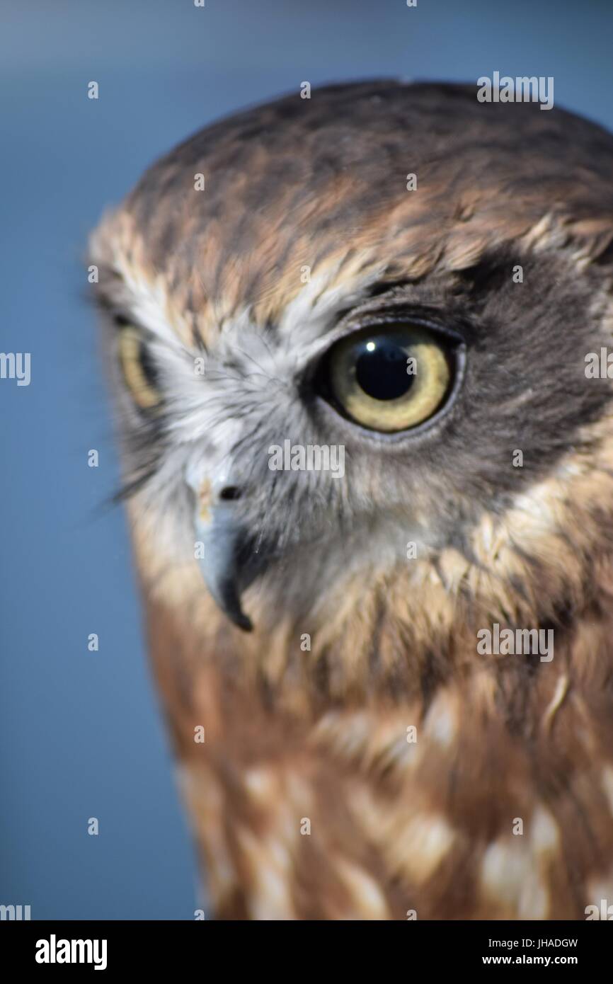 Morepork un sapin de la Fauconnerie sur l'affichage à jour 2015 Canal Banbury Banque D'Images