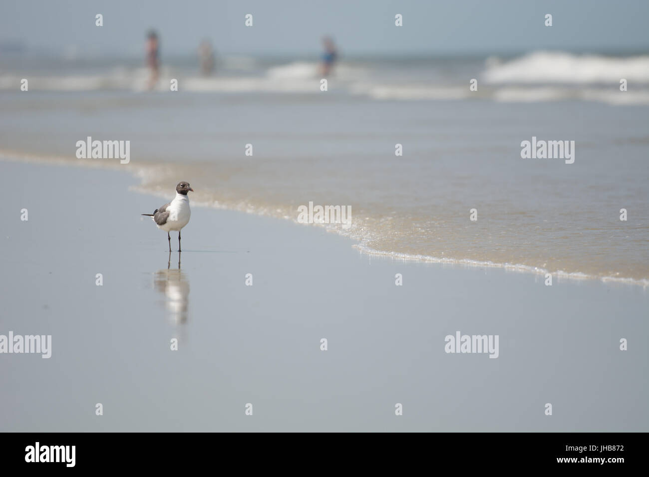 Oiseau sur Amelia Island Banque D'Images