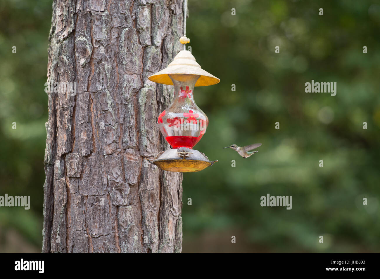 Les colibris dans la banlieue Banque D'Images