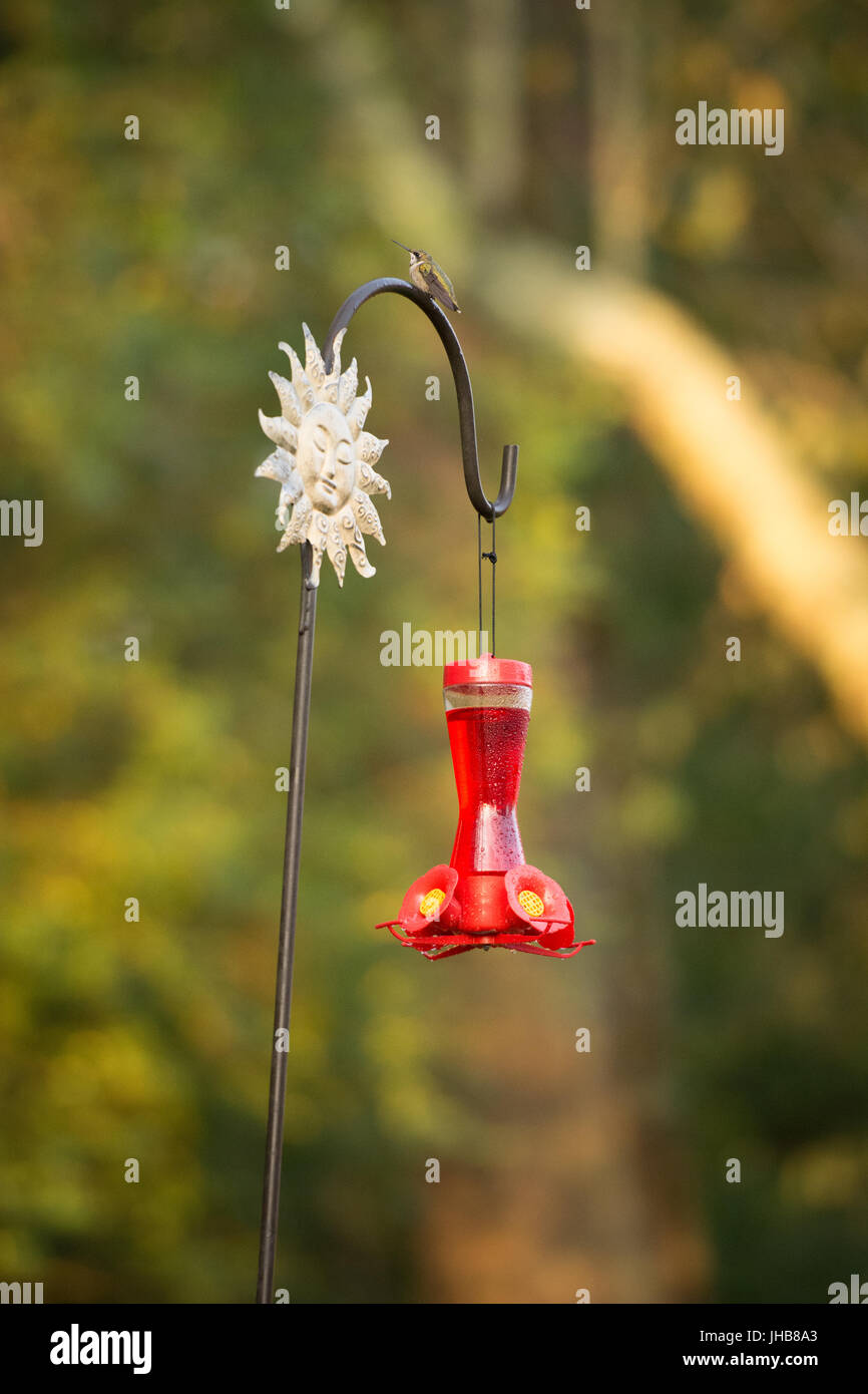 Les colibris dans la banlieue Banque D'Images