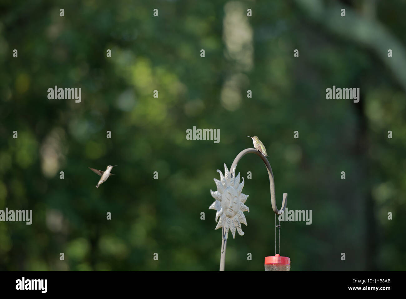Les colibris dans la banlieue Banque D'Images