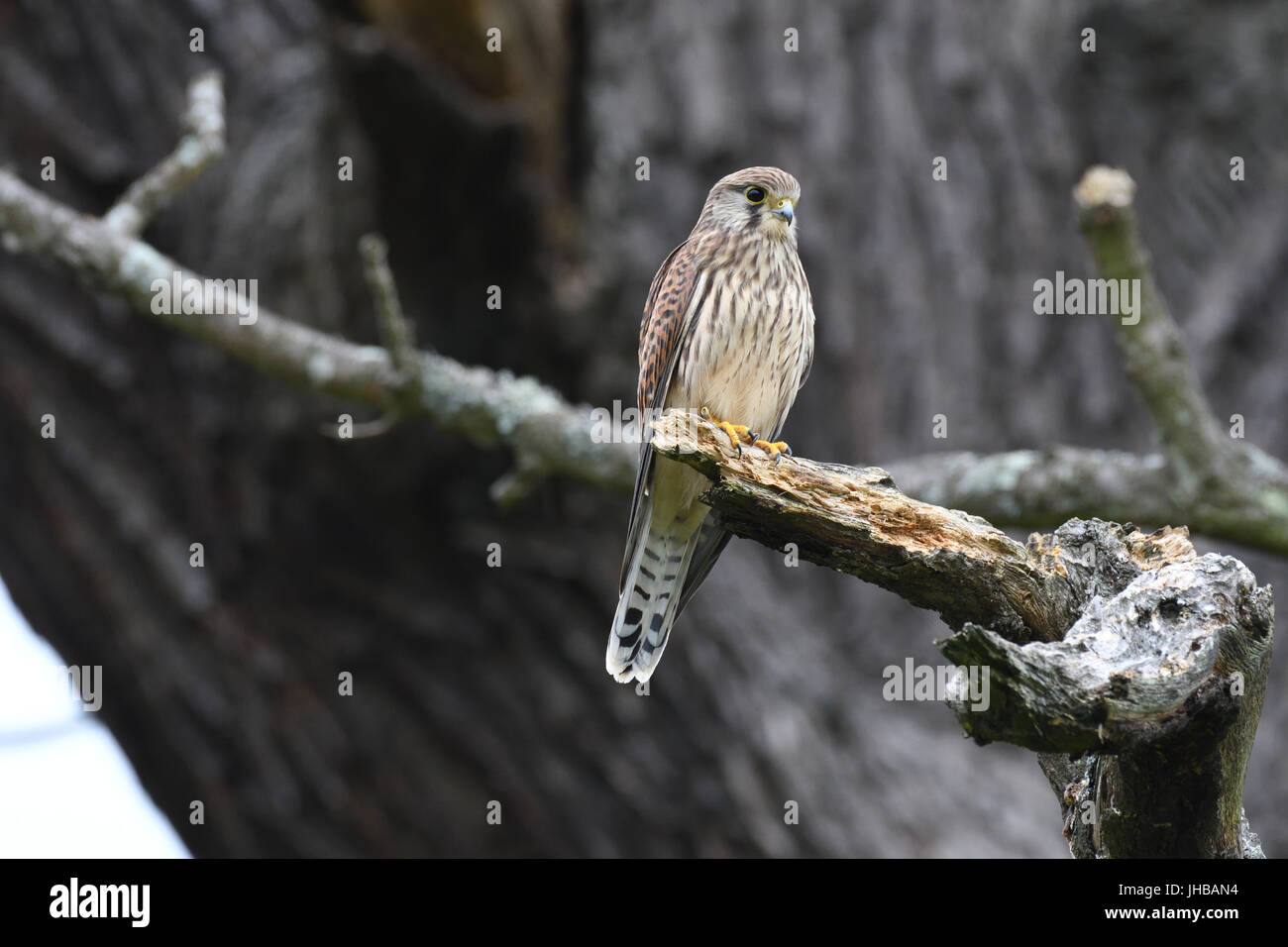 Kestrel debout sur une branche cassée d'un arbre Banque D'Images