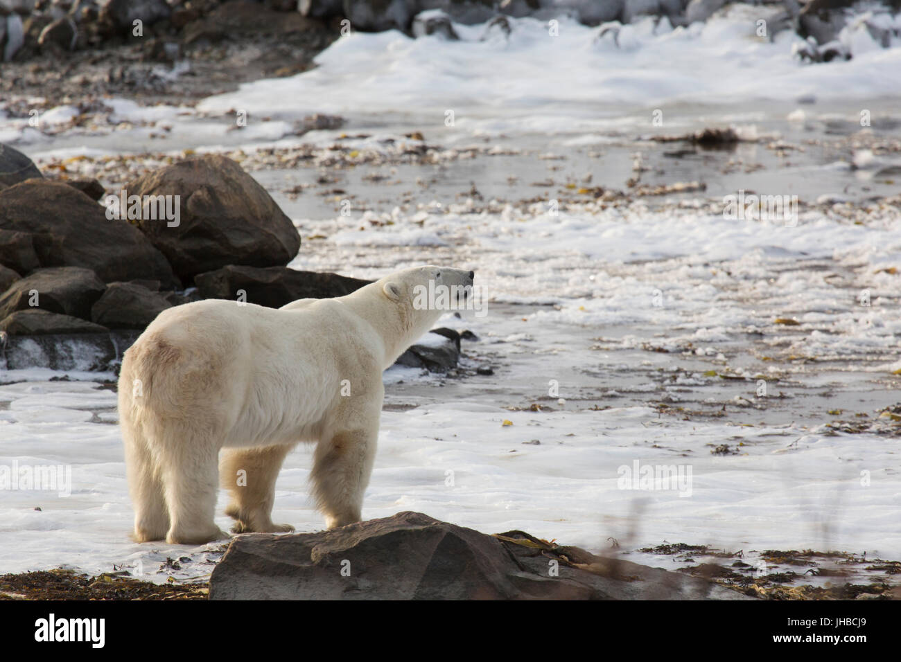 L'ours polaire (Ursus maritimus) sur une plage au Manitoba, Canada. Les ours polaires sont et carnivores vivent dans l'hémisphère nord. La zone autour de l'Huds Banque D'Images