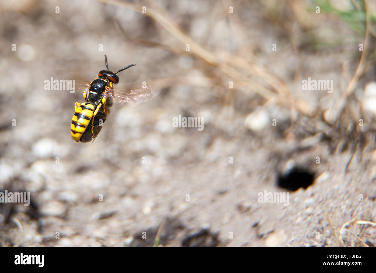 Wasp Beewolf Philanthus paralysé avec abeille à propos de voler dans son terrier (trou en bas à droite) Banque D'Images