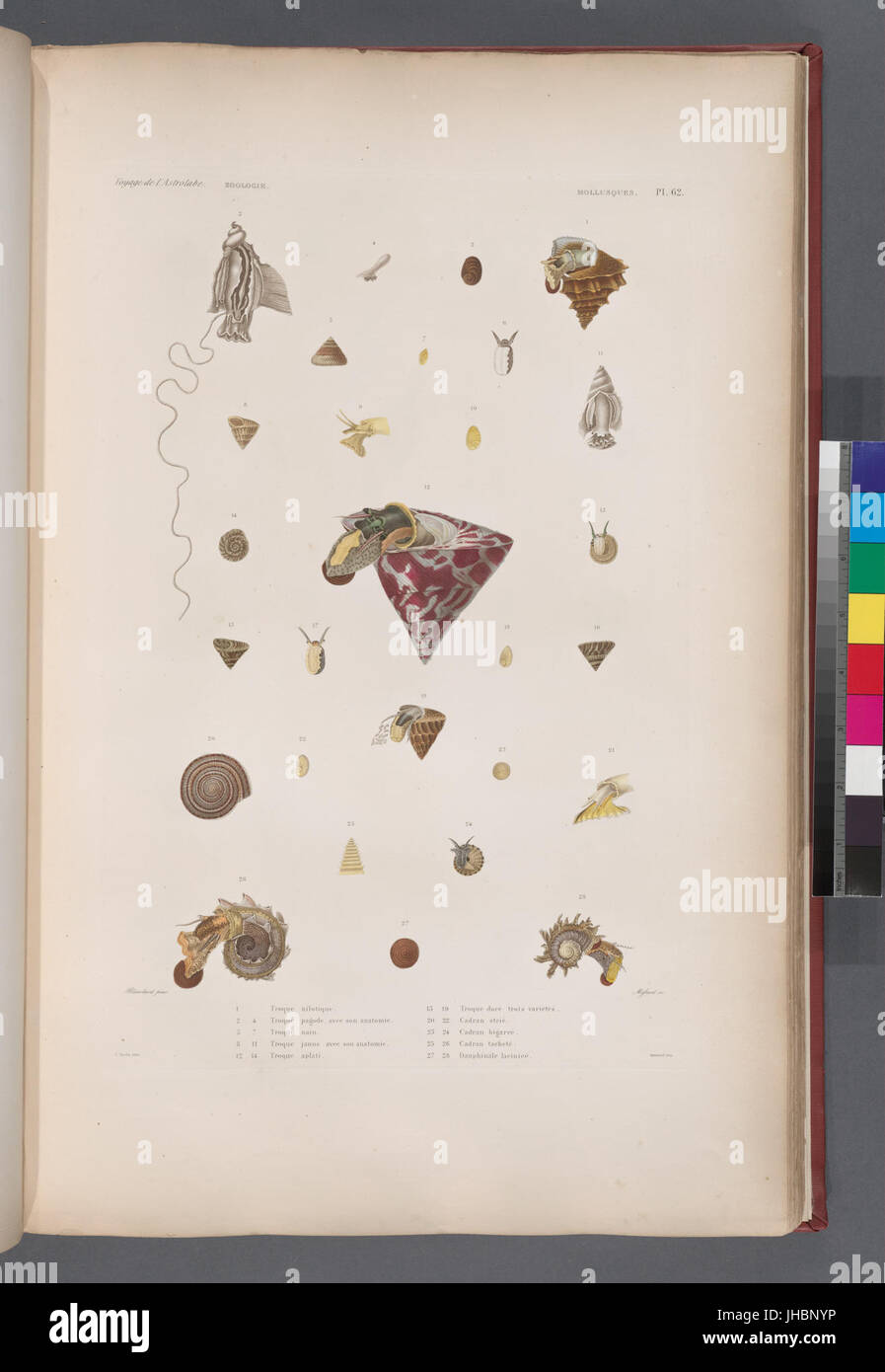 Mollusques- 1. Troque nilotique ; 2.- 4. Troque pagode avec son pot ; 5.- 7. Troque nain ; 8.- 11. Troque jaune avec son pot ; 12.- 14. Troque palati ; 15.- 19. Troque dorg trois (NYPL)13624459-1267153 b Banque D'Images
