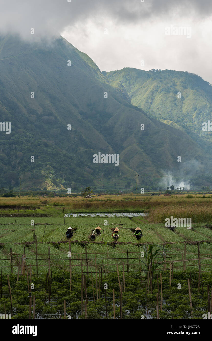 Quatre travailleurs agricoles asiatiques non identifiables pickers chat car ils ont tendance à la récolte, avec un décor de montagnes. Banque D'Images