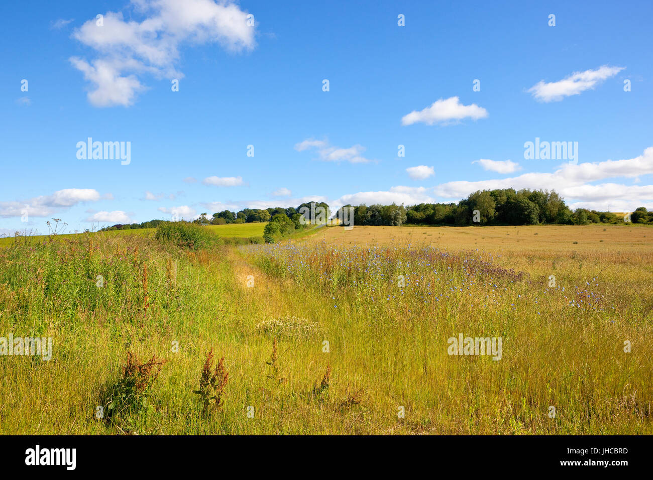 Une route de campagne à travers un paysage pittoresque avec des fleurs sauvages et de chicorée sous un ciel d'été bleu dans le Yorkshire Wolds Banque D'Images