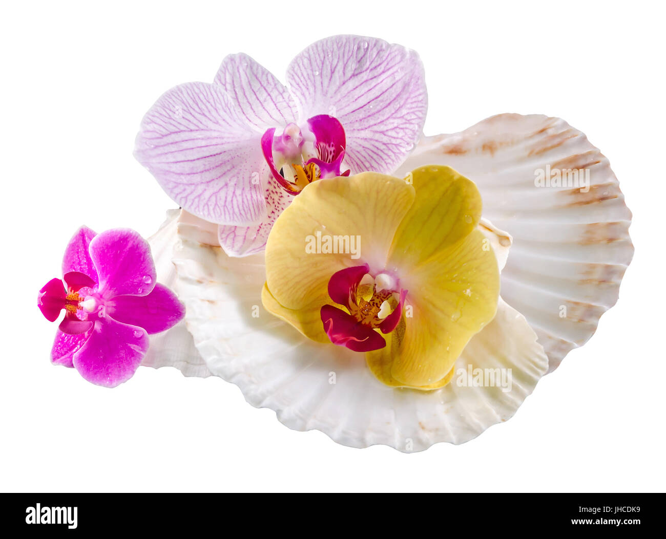 Orchidée de couleur des fleurs et des coquilles de mer, isolé, dentelle, Orhideea Phalaenopsis Banque D'Images