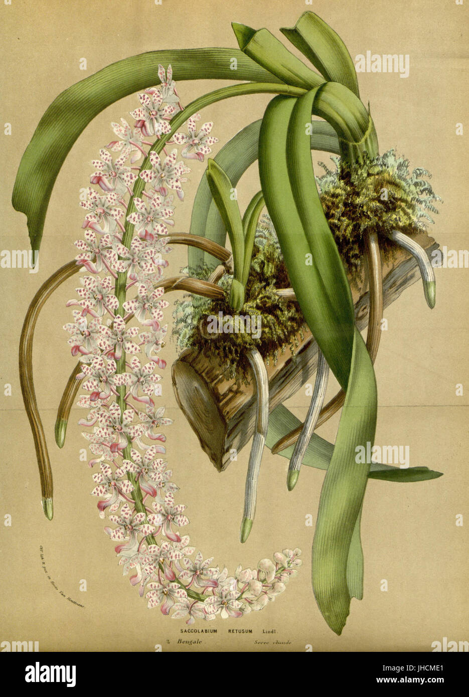 Flore des serres v14 191a Banque D'Images