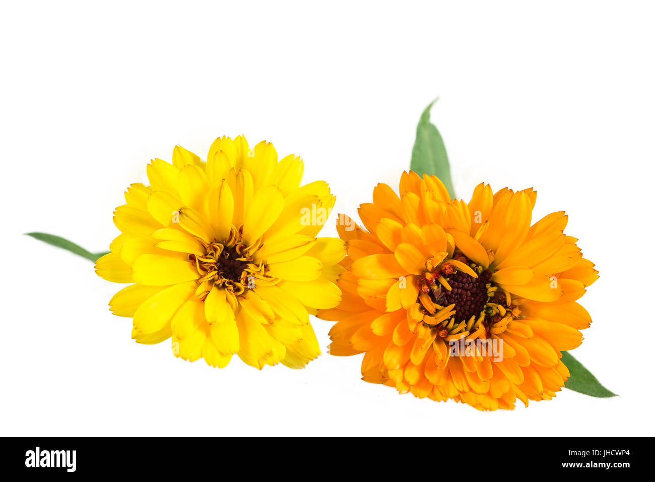 De couleur orange et jaune Fleurs Calendula isolé sur blanc . Banque D'Images