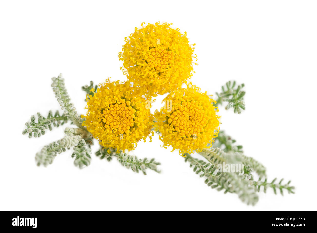 Santolina chamaecyparissus lavande coton isolated on white Banque D'Images