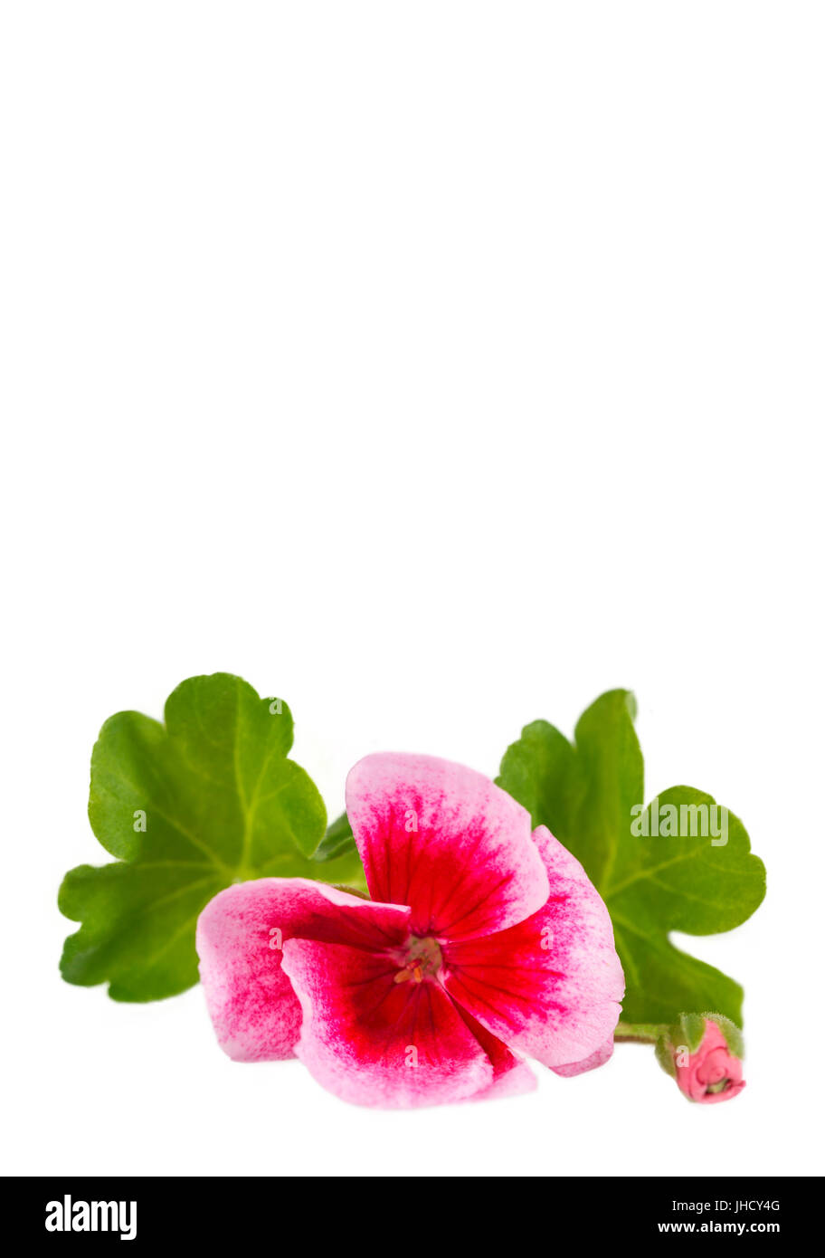 Fleur rose géranium. Isolated on white Banque D'Images