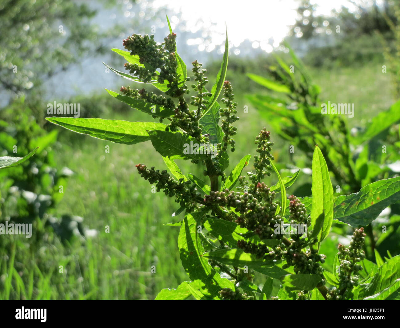 20150506Rumex obtusifolius1 Banque D'Images