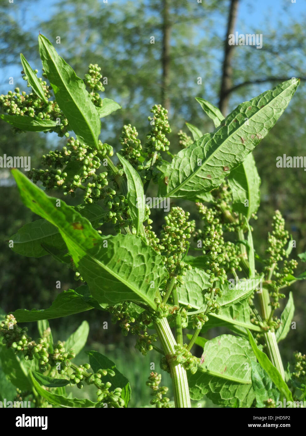 20150506Rumex obtusifolius2 Banque D'Images