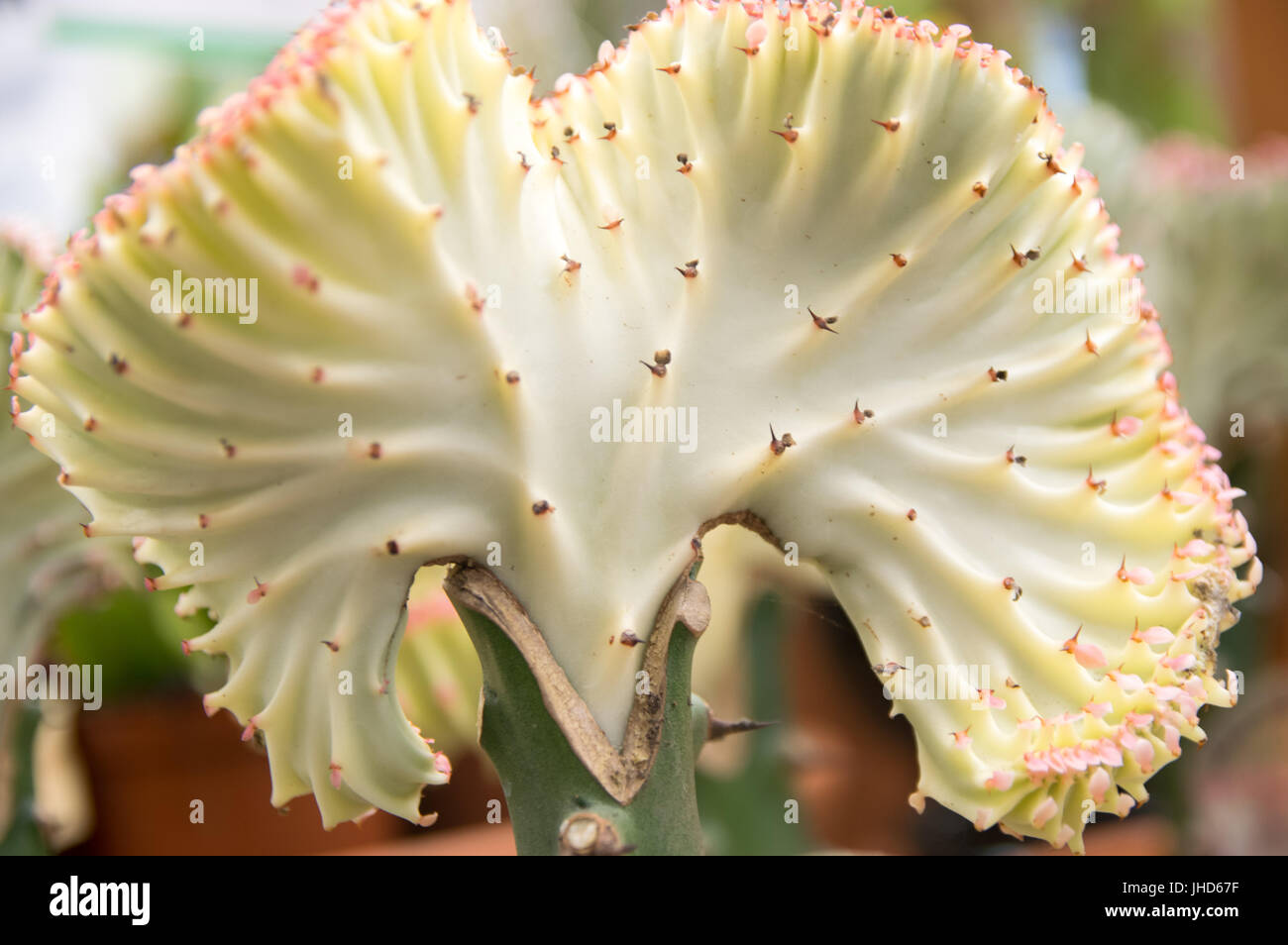 Close up d'Euphorbia lactea Haw cactus Banque D'Images