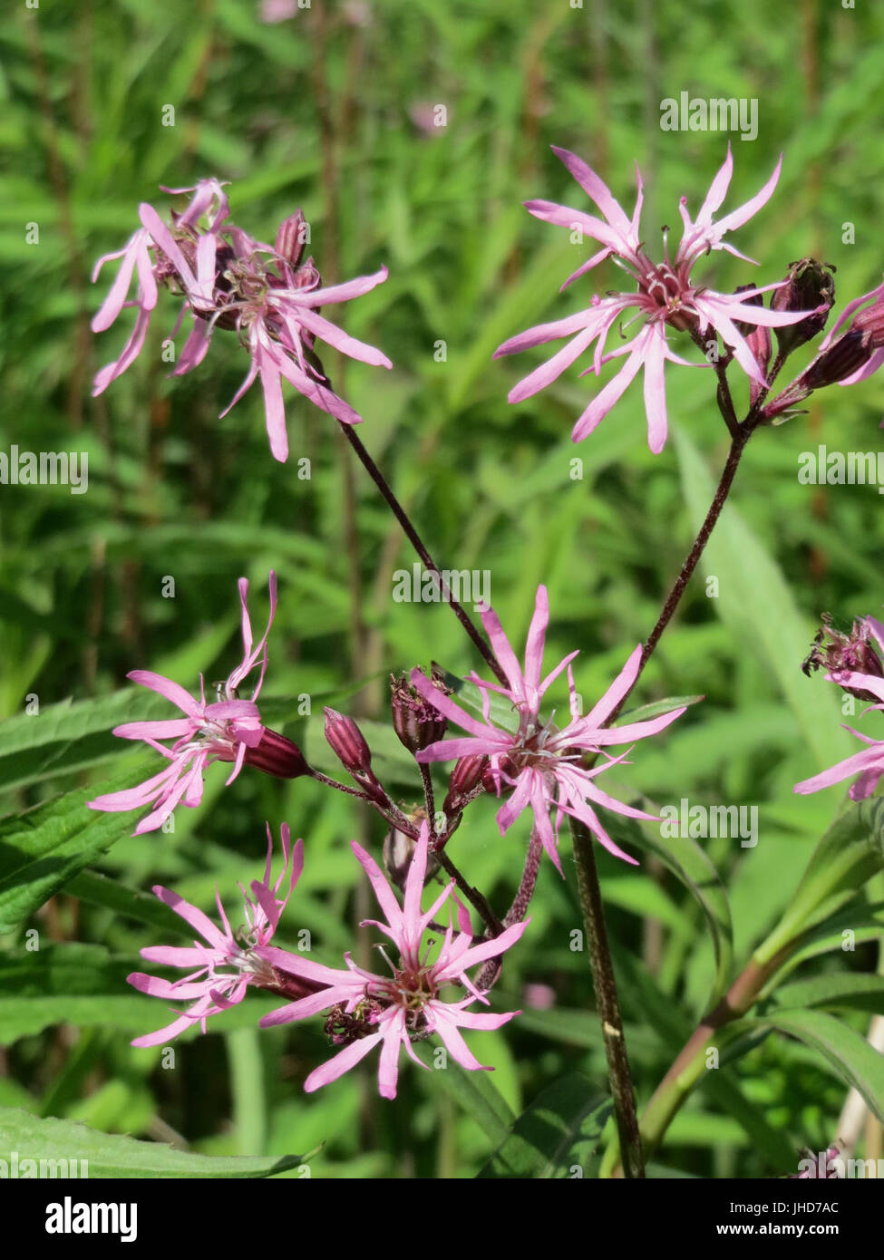 20150518Lychnis flos-cuculi Banque D'Images