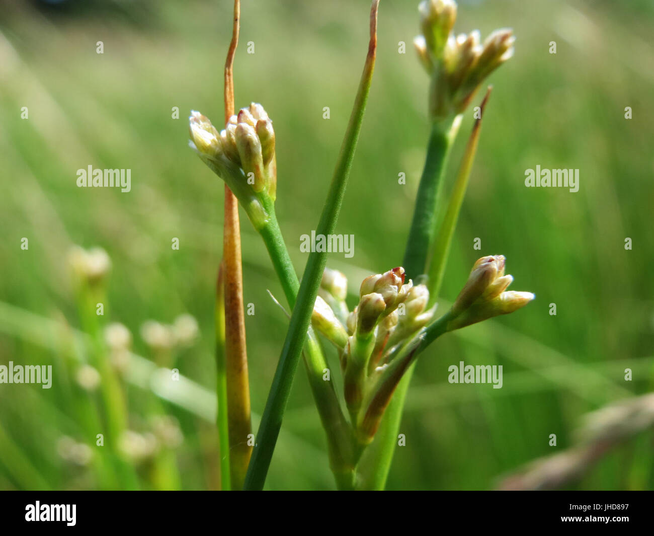 20150602Juncus acutiflorus5 Banque D'Images