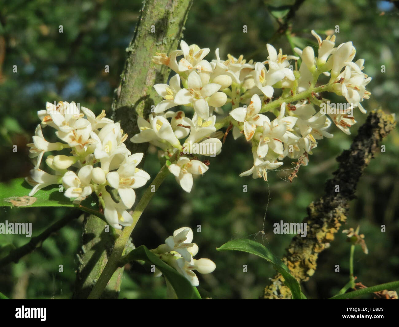 20150603Ligustrum vulgare2 Banque D'Images