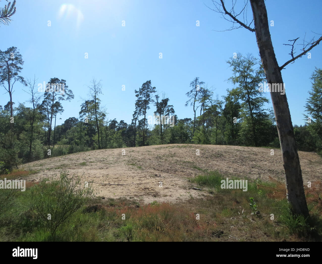 201506046 Saupferchbuckel Banque D'Images